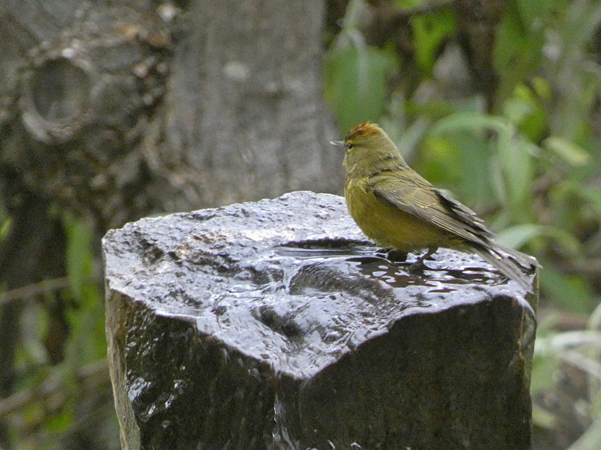 Orange-crowned Warbler - ML647204501