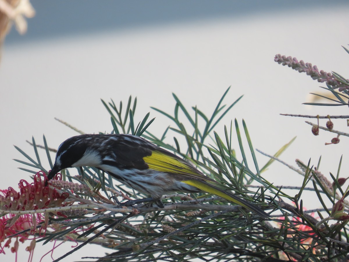 Белощёкий медолюб - ML647204507