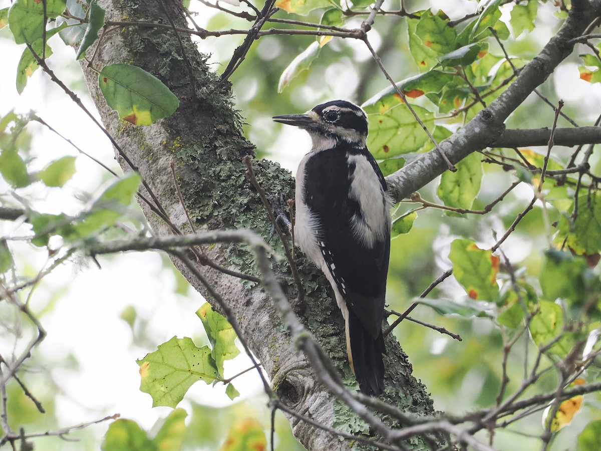 Hairy Woodpecker - ML647204511
