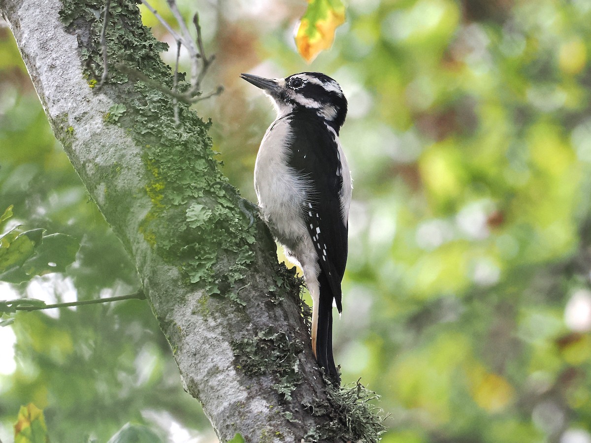 Hairy Woodpecker - ML647204512