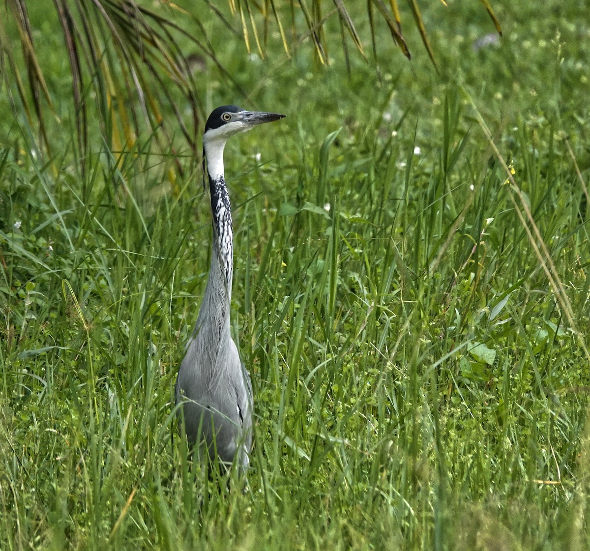 Black-headed Heron - ML647204519