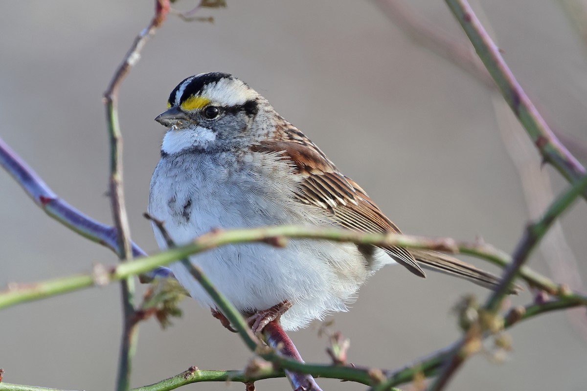 White-throated Sparrow - ML647204520