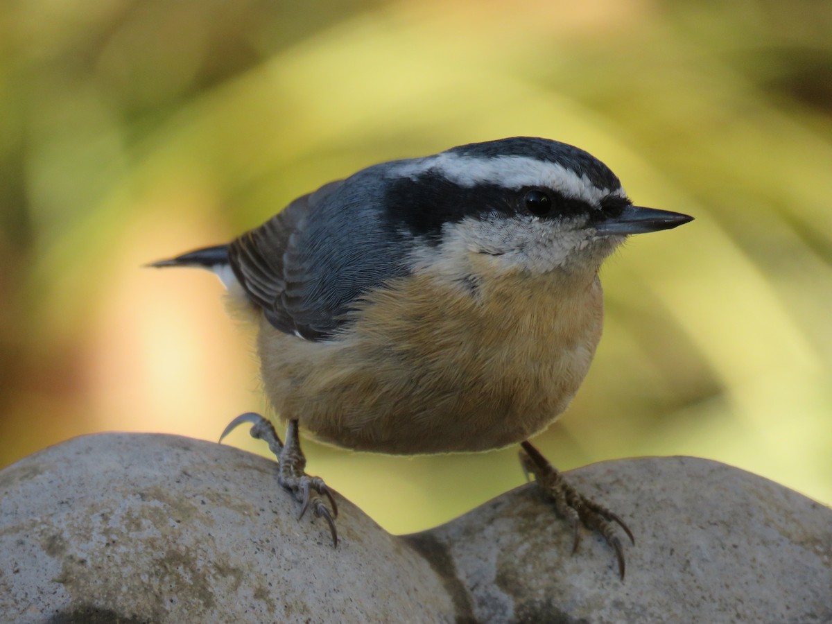 Канадский поползень - ML647204521