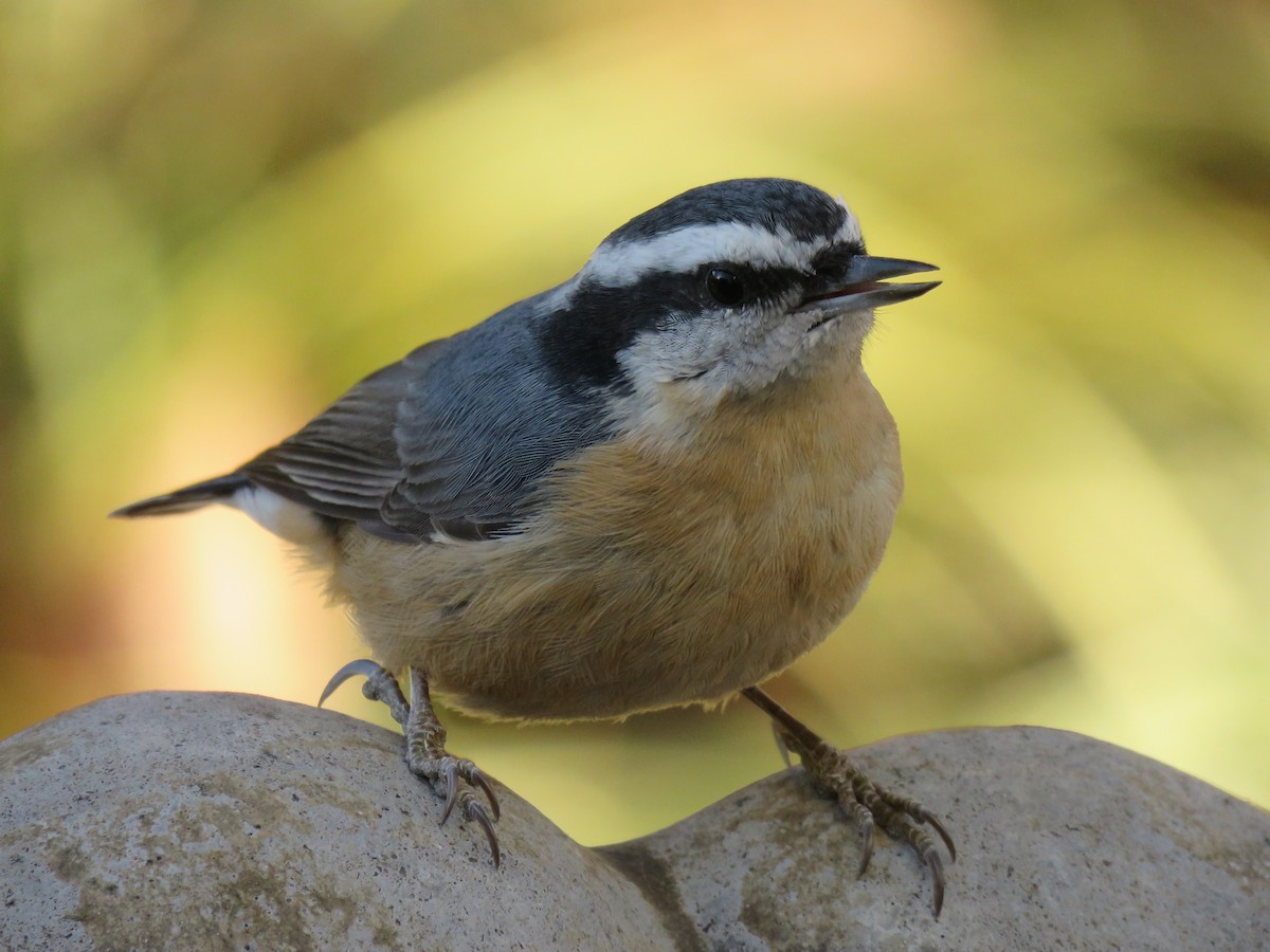 Red-breasted Nuthatch - ML647204522