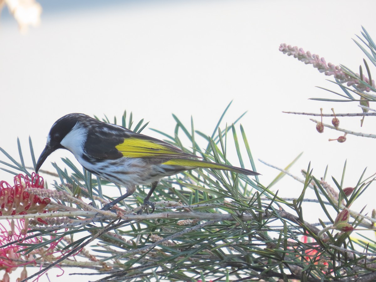 Белощёкий медолюб - ML647204523