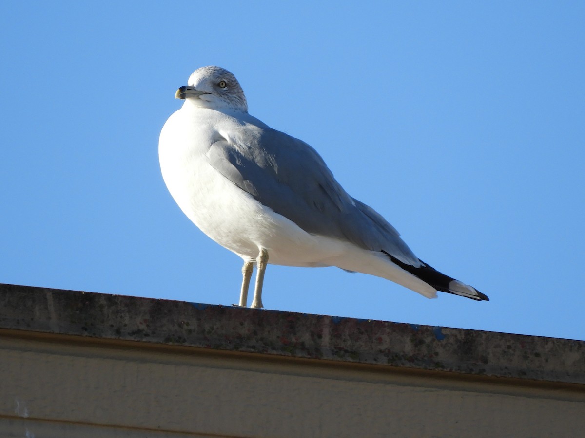 Делавэрская чайка - ML647204524