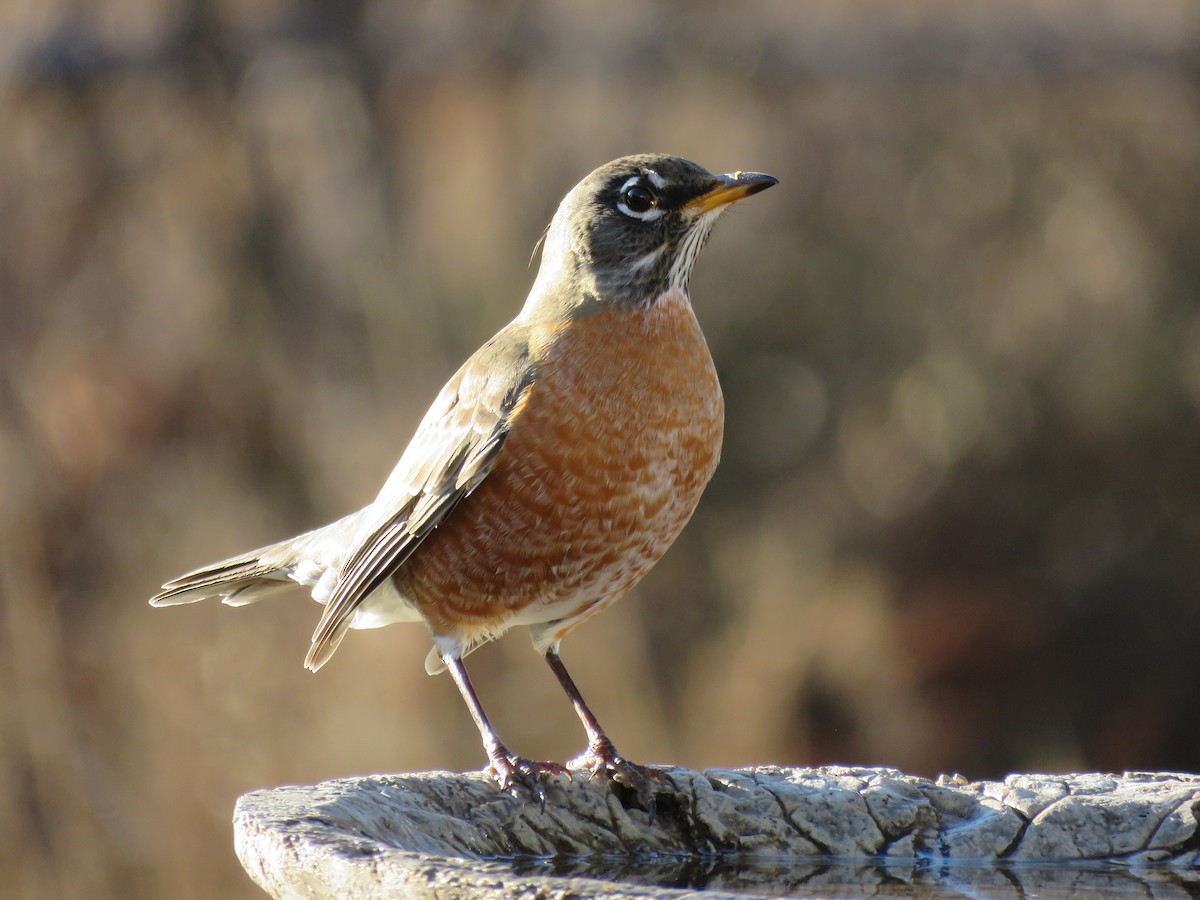 Странствующий дрозд - ML647204529