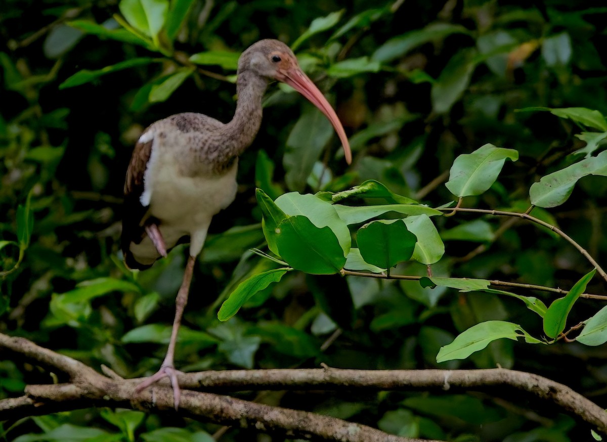 Белый ибис - ML647204530