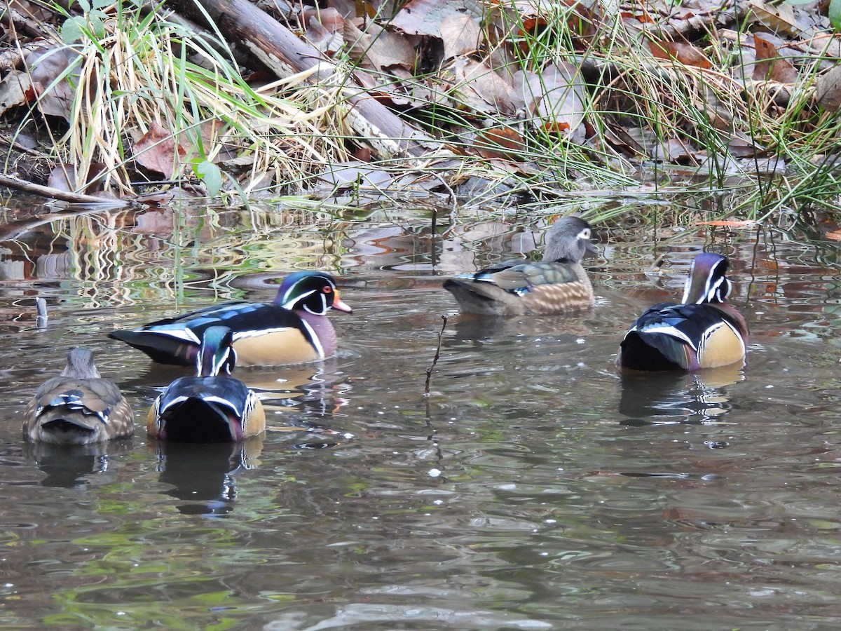 Каролинская утка - ML647204536