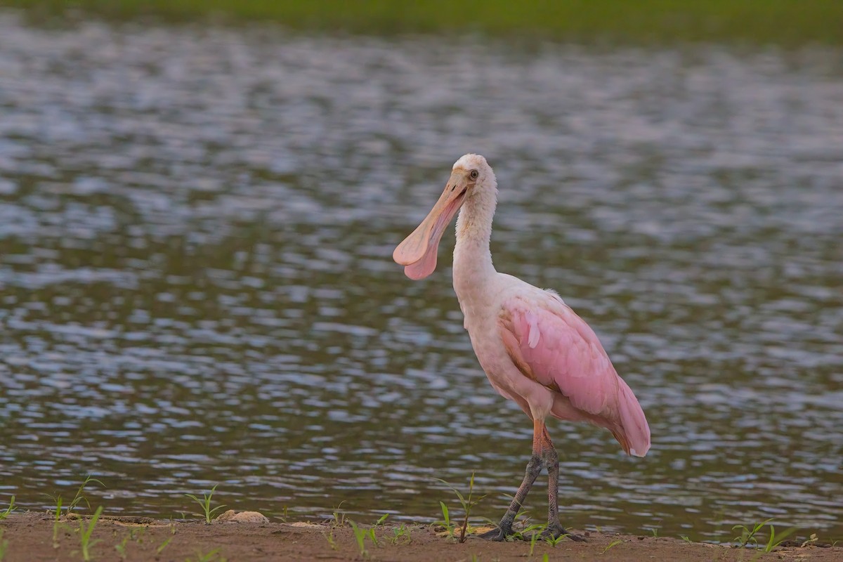 Розовая колпица - ML647204537