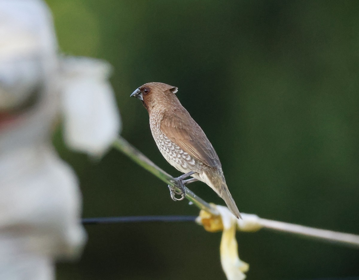 Чешуйчатая муния - ML647204538