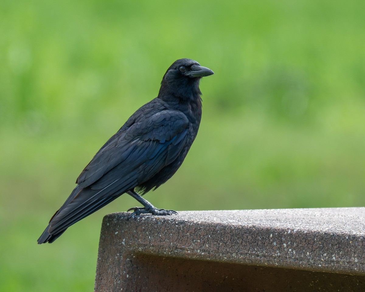 Американская ворона - ML647204539