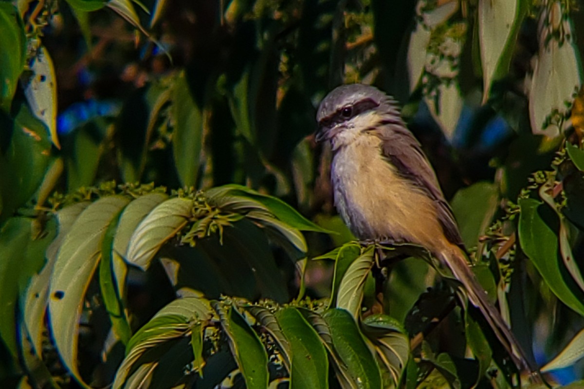 Длиннохвостый сорокопут - ML647204540