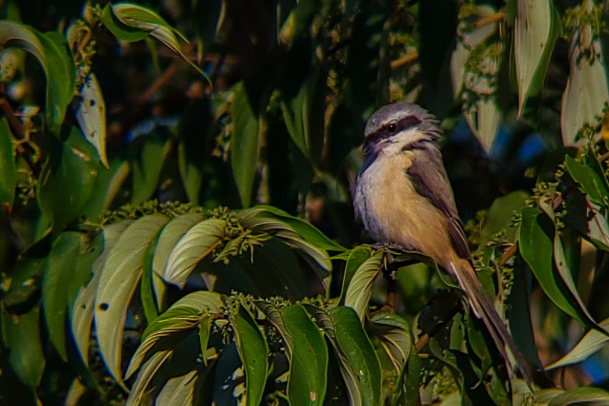 Длиннохвостый сорокопут - ML647204541