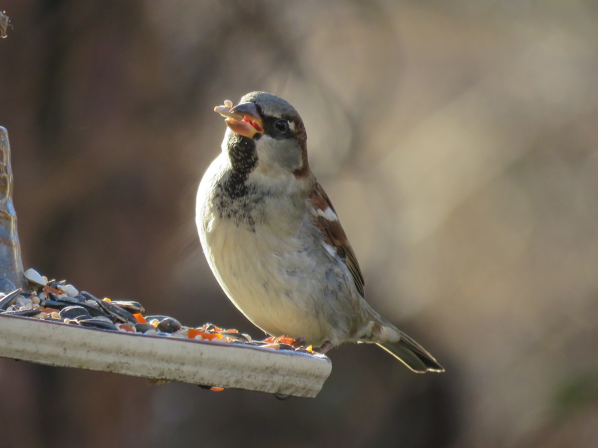 Домовый воробей - ML647204542