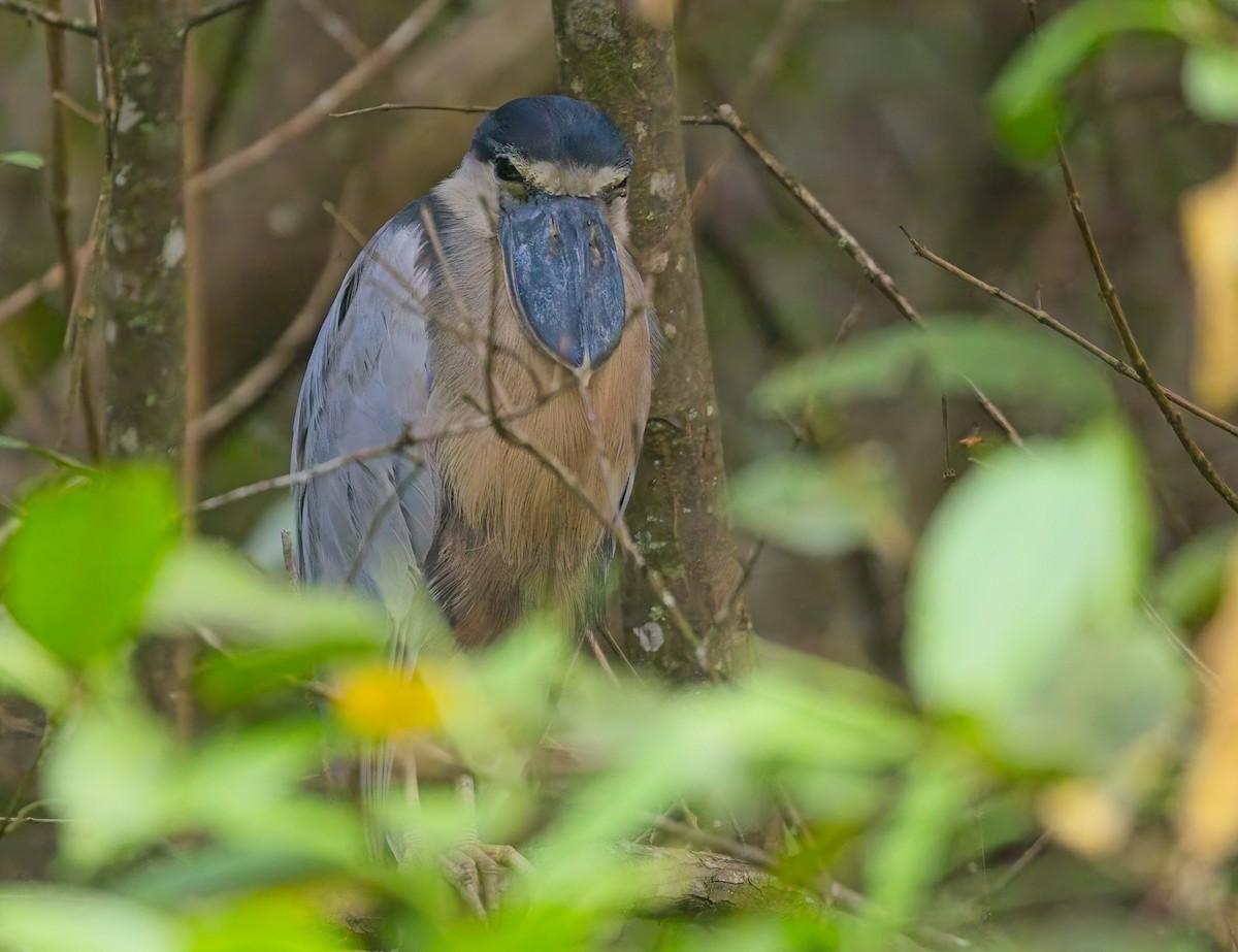 Челноклюв - ML647204543