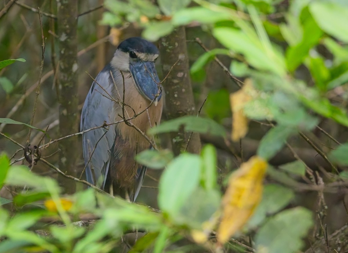 Челноклюв - ML647204544