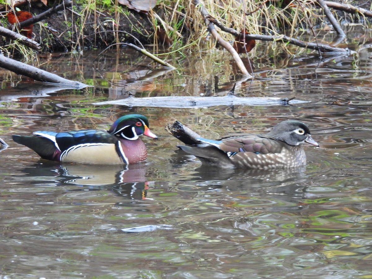 Каролинская утка - ML647204545