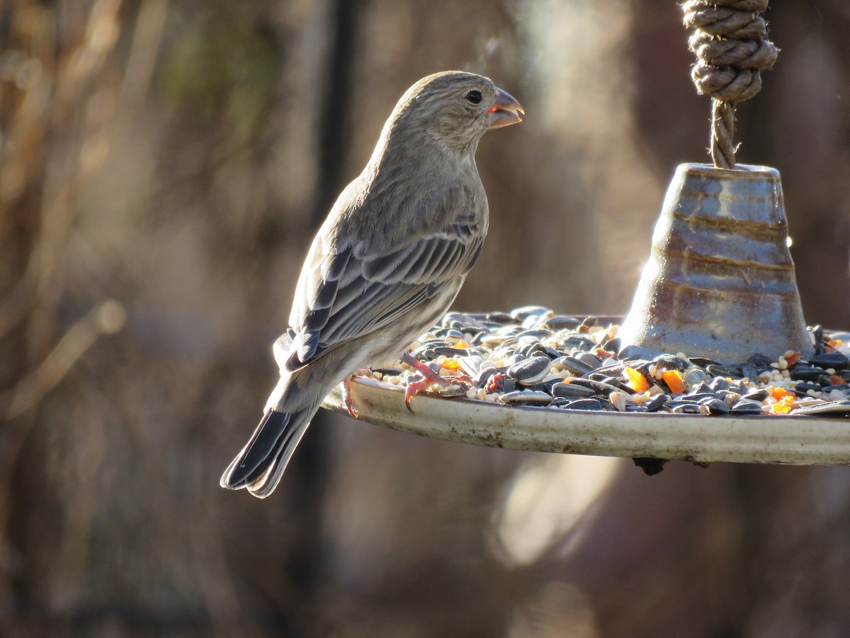 Мексиканская чечевица - ML647204546