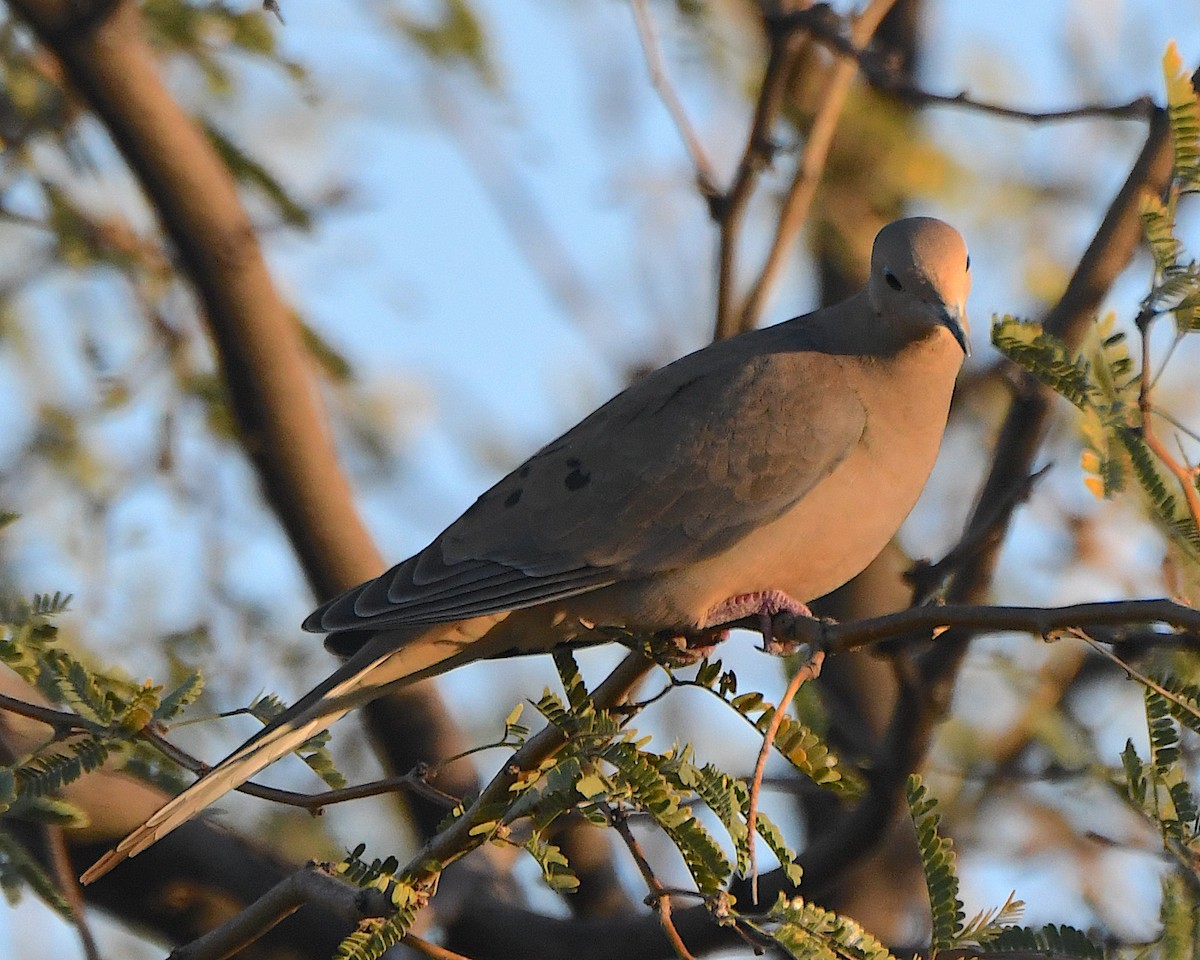 Плачущая горлица - ML647204547