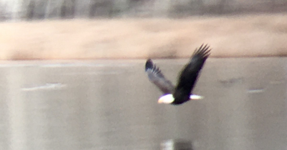 Белоголовый орлан - ML647204548