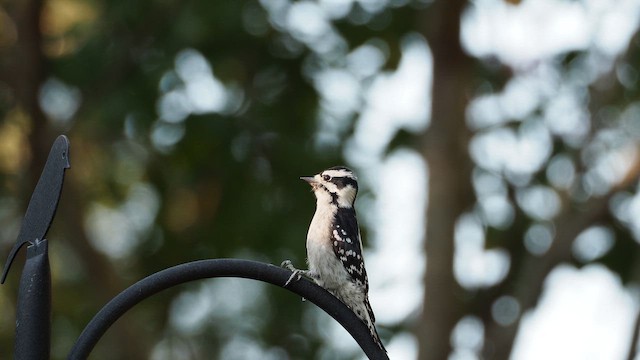 Downy Woodpecker - ML647204550