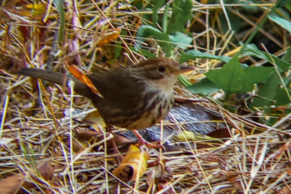 Пятнистогрудая тимелия-говорушка - ML647204553