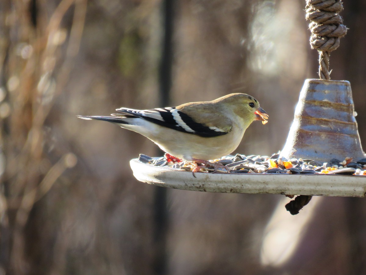 Американский чиж - ML647204558