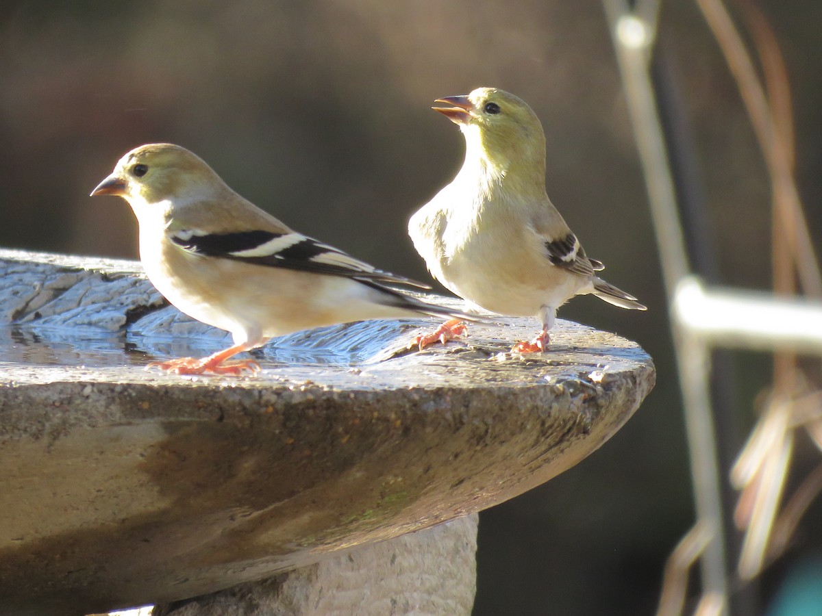 Американский чиж - ML647204559