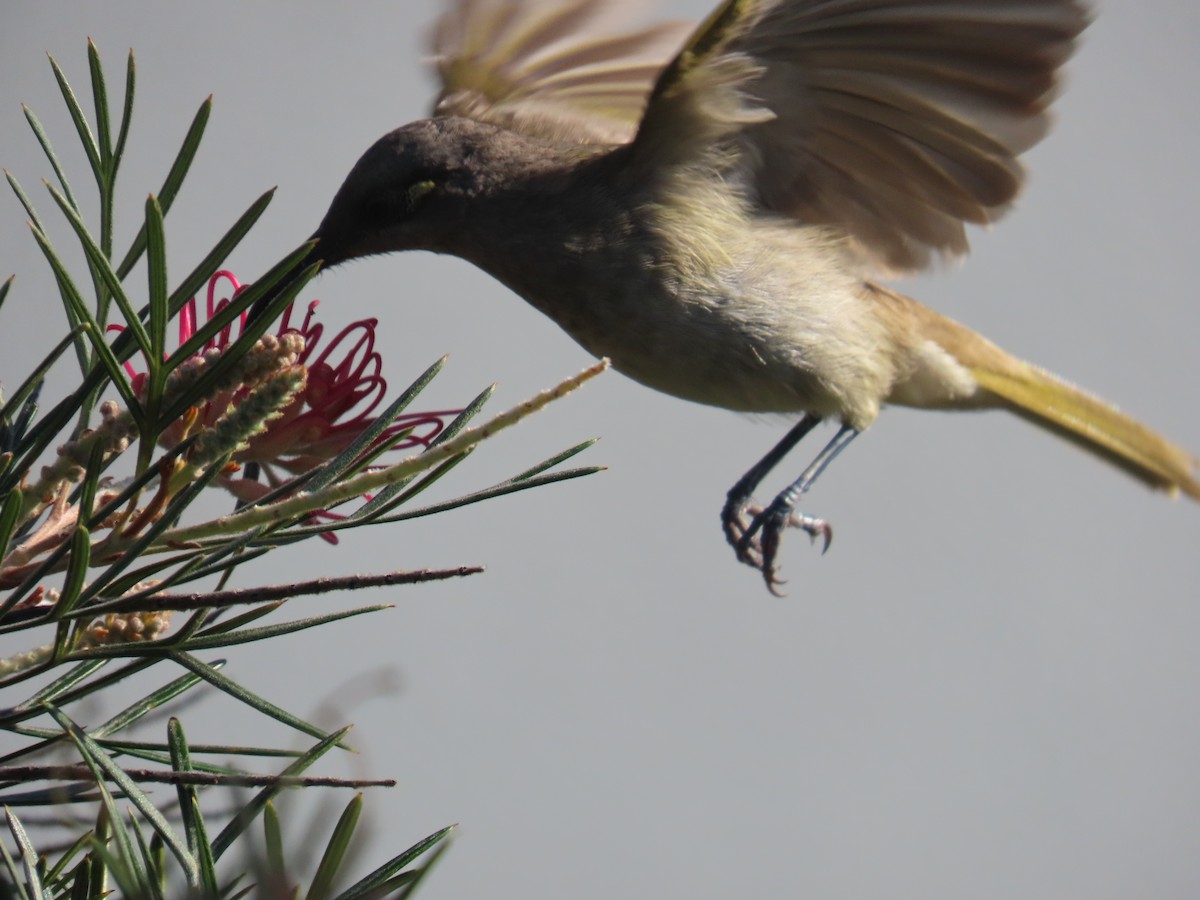 Бурый медолюб - ML647204560