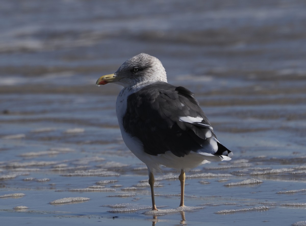 Клуша - ML647204561