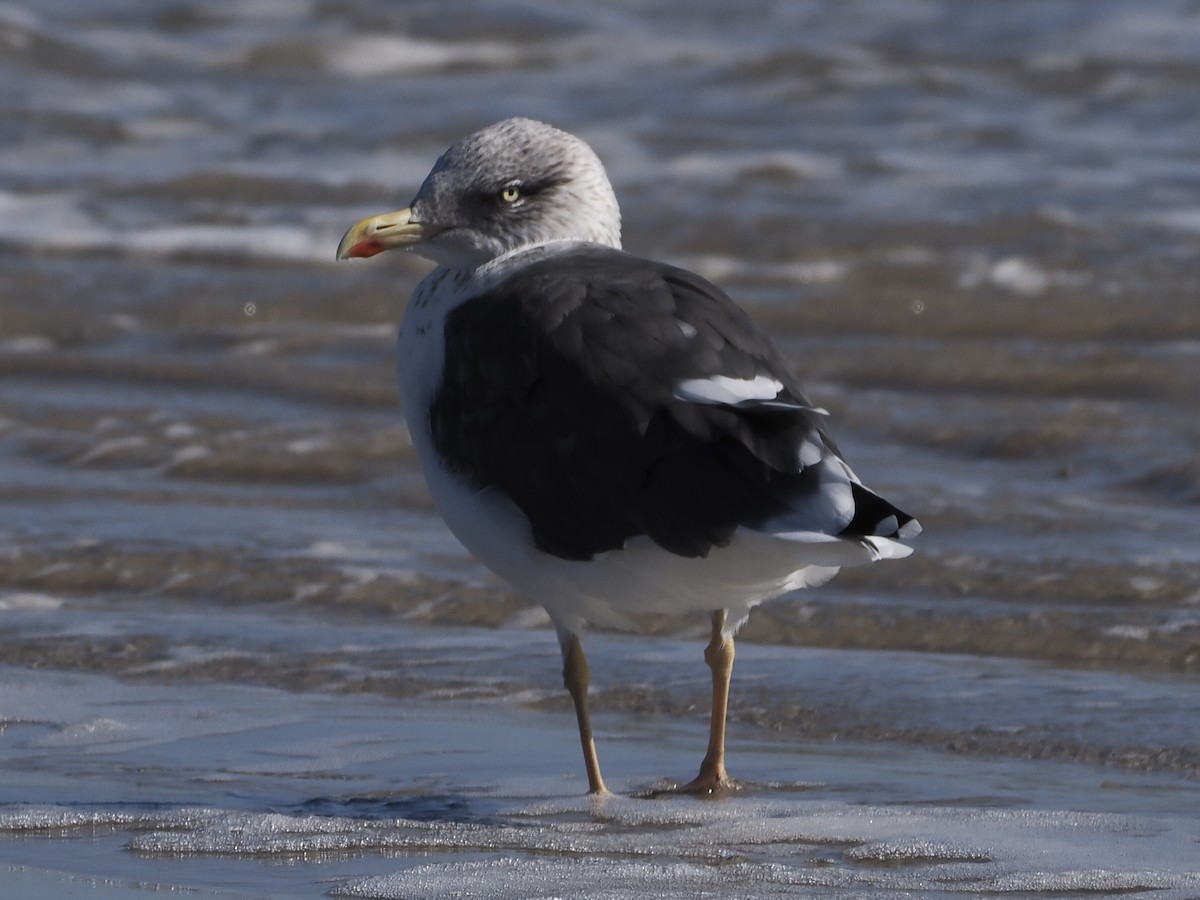 Клуша - ML647204562