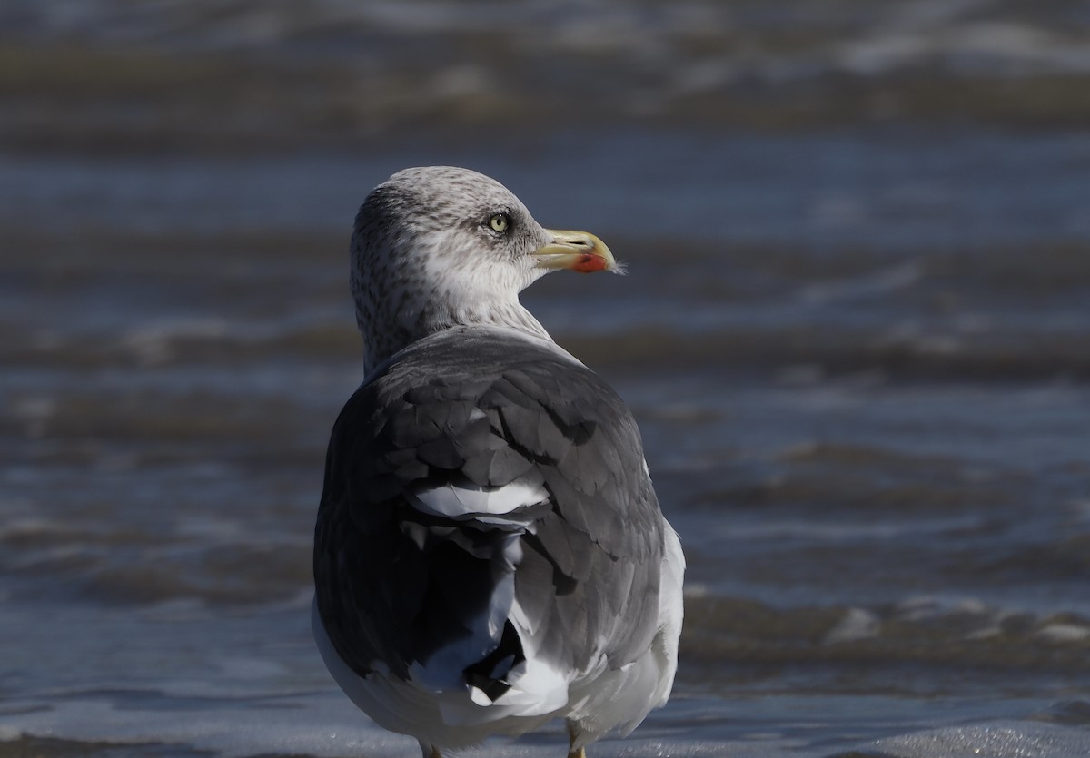 Клуша - ML647204563