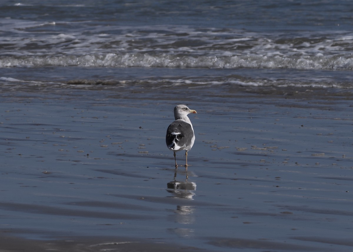 Клуша - ML647204564