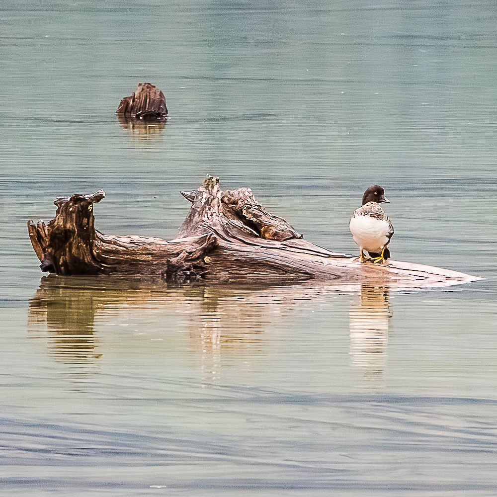 Исландский гоголь - ML647204565