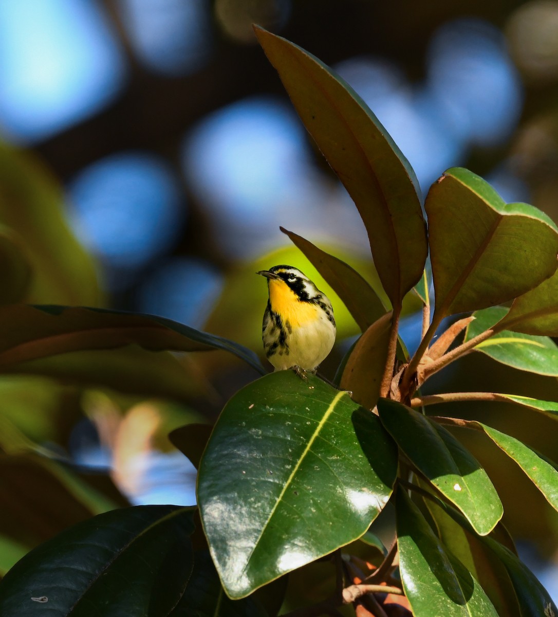 Goldkehl-Waldsänger - ML647204568