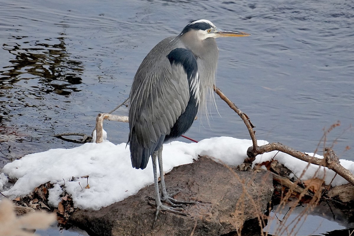 Great Blue Heron - ML647204578