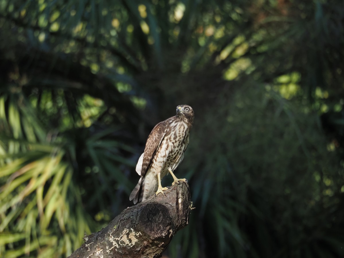 Red-shouldered Hawk - ML647204579