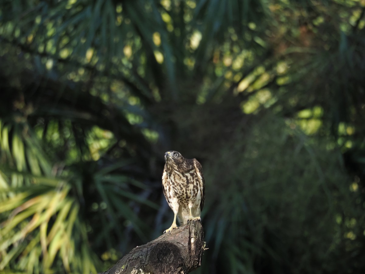 Red-shouldered Hawk - ML647204580