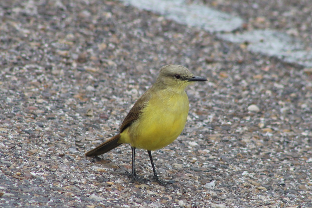 Коровий тиранн - ML647204584