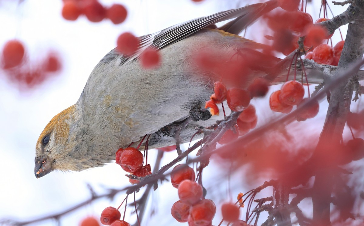 Pine Grosbeak - ML647204585