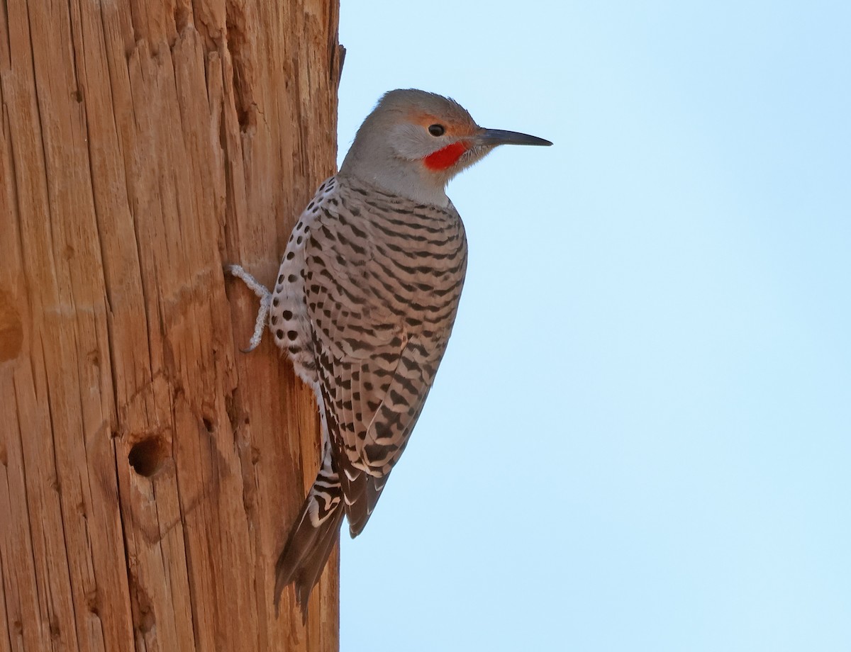 Northern Flicker - ML647204587