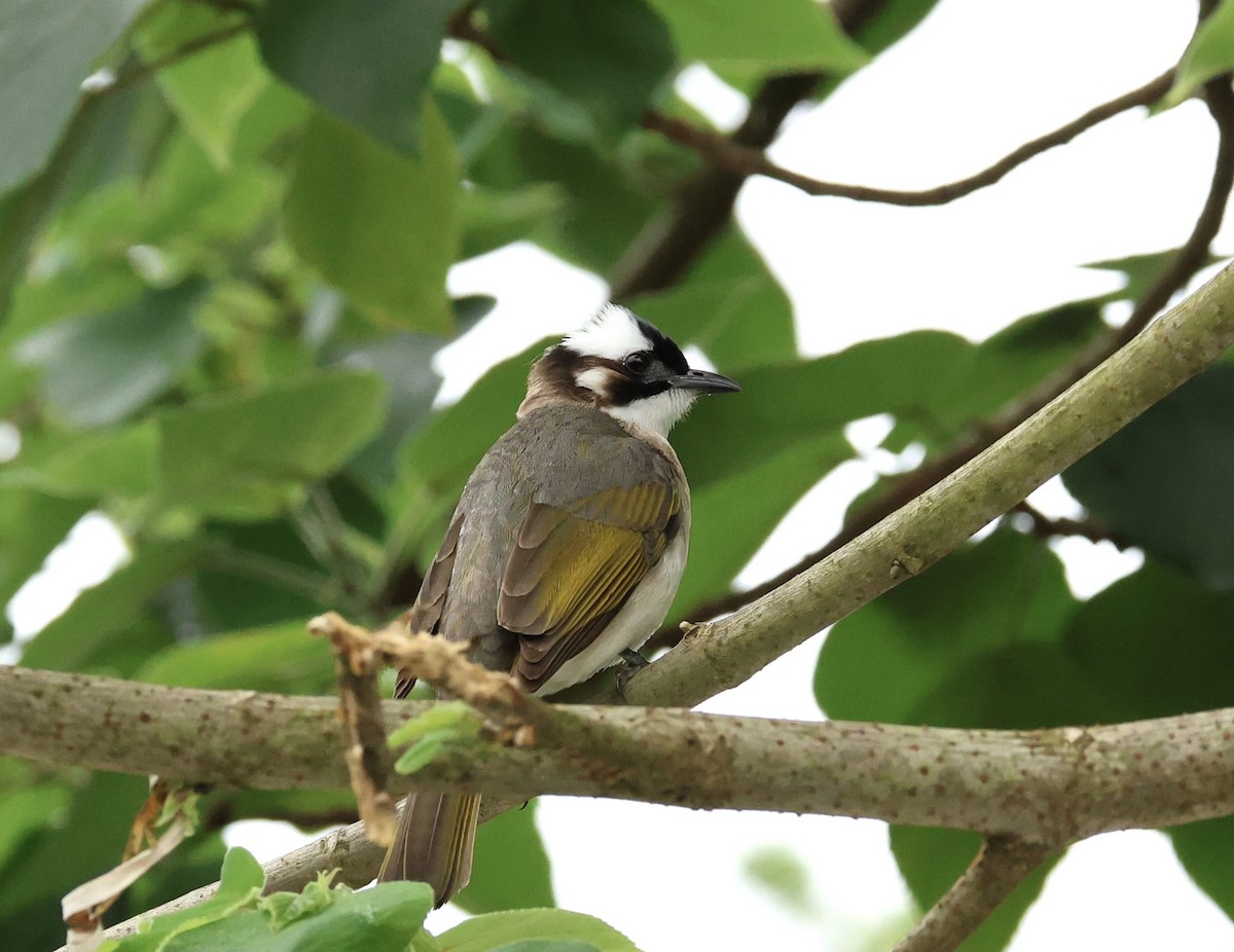 Light-vented Bulbul - ML647204588