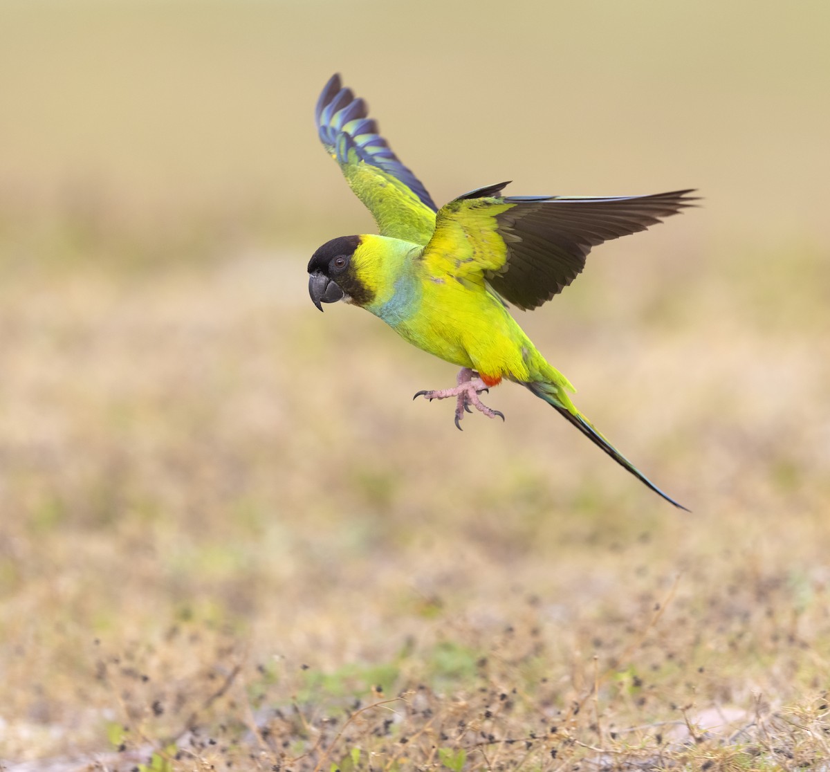 Nanday Parakeet - ML647204590