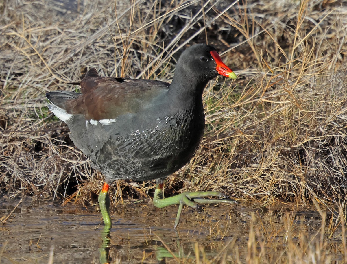 Common Gallinule - ML647204593
