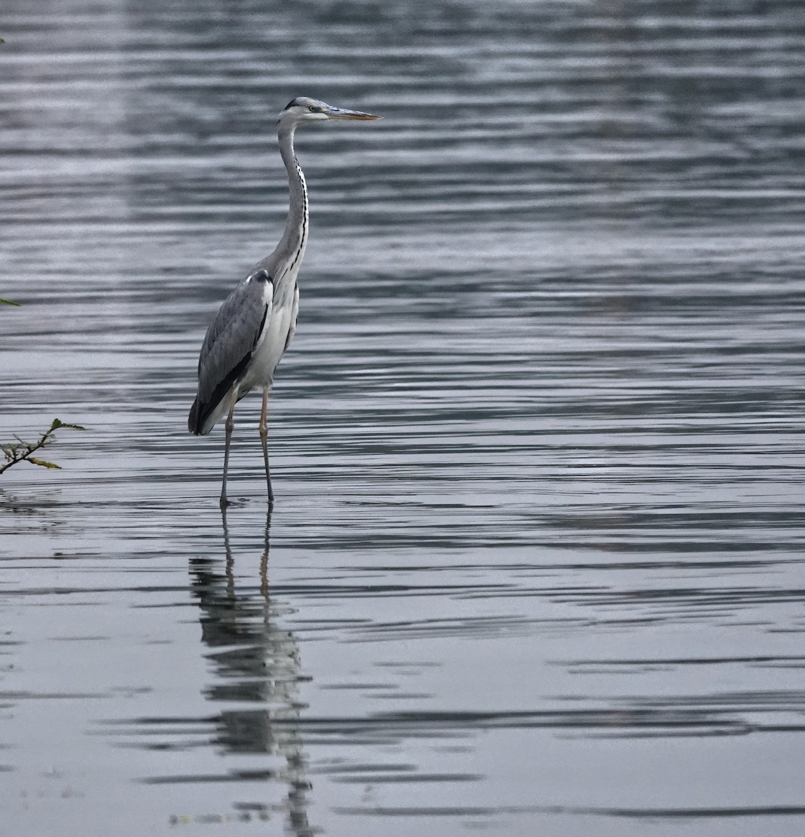 Black-headed Heron - ML647204595