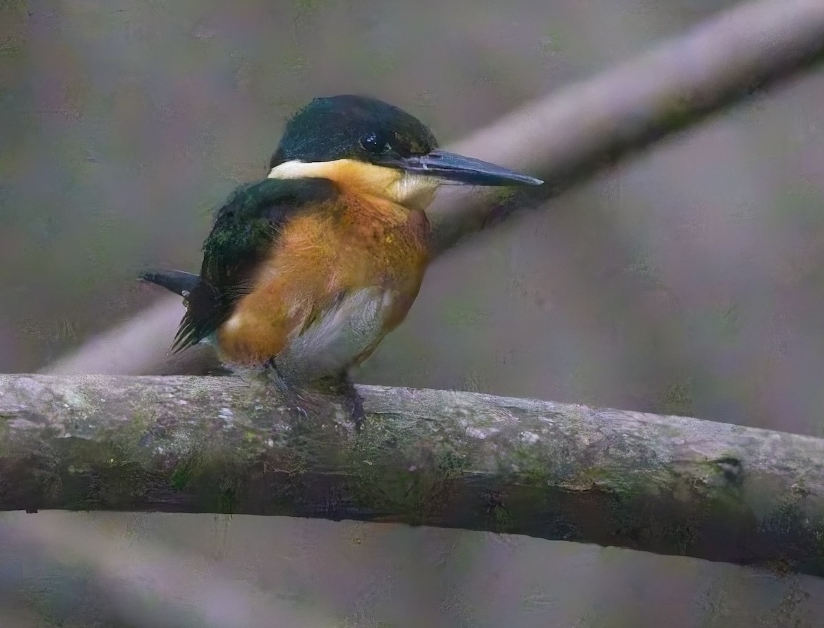 American Pygmy Kingfisher - ML647204596