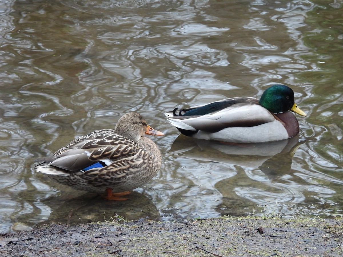 Mallard - ML647204597