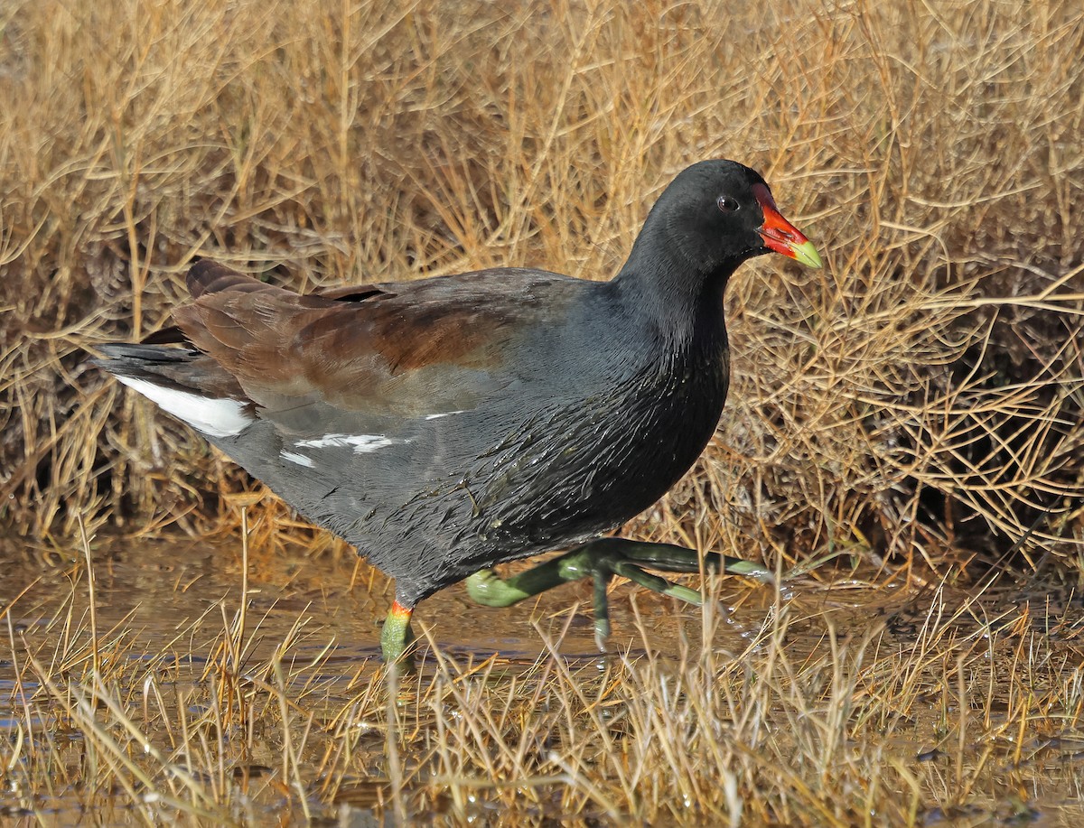 Common Gallinule - ML647204598