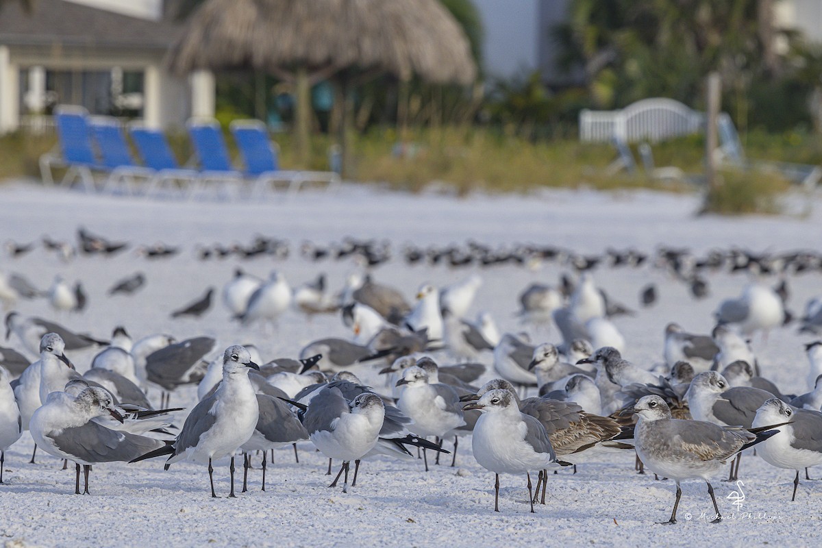 Laughing Gull - ML647204599